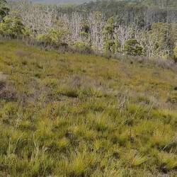 Aussicht vom Dempster Plains Lookout