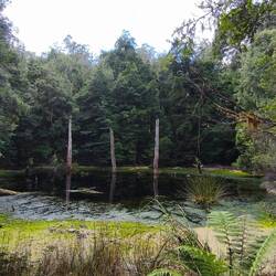 Wasserloch im Regenwald