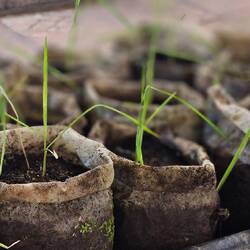 Erklärung Reisanbau.