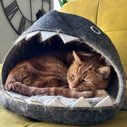 Und wieder der Haifish