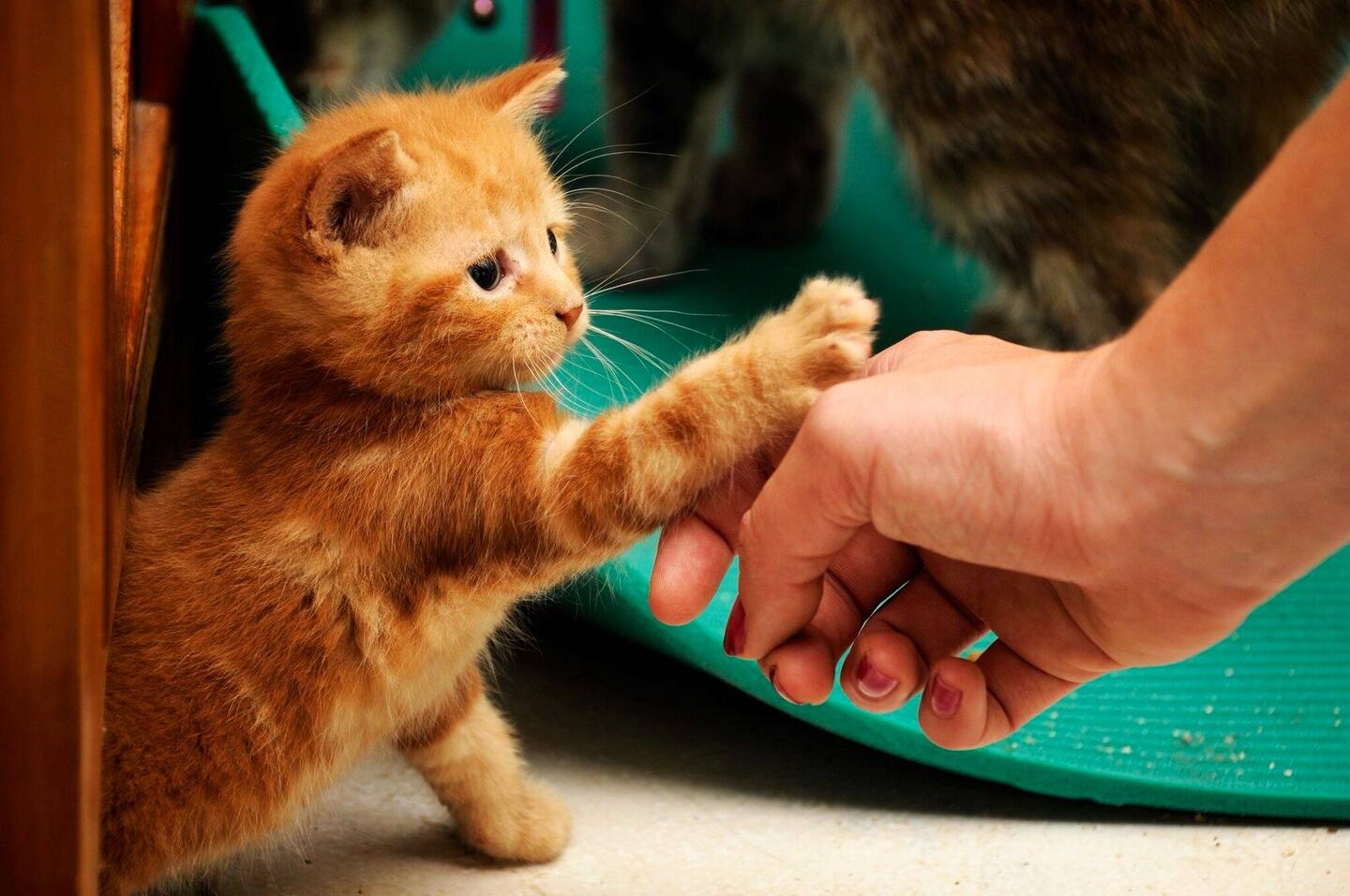 Erstes Treffen: Charly sucht sich Zisi aus.