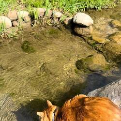 Charly liebt das Bachwasser