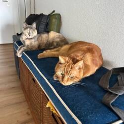 Charlie's Kuschelplatz