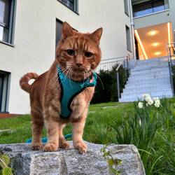 Charly entdeckt den Garten