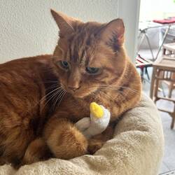 Geschenk vom Katzengrosi