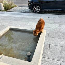 Zwischendurch geht auch Brunnewasser