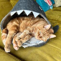 Den Haifisch hat Charly geliebt