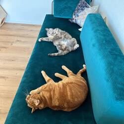 Charly und Leica fühlen sich in Nottwil sichtlich wohl