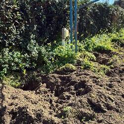 Wildschweinacker 🐗