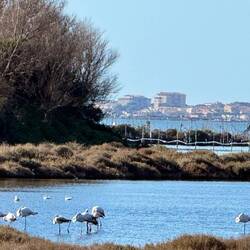 Flamingos in weiter Ferne