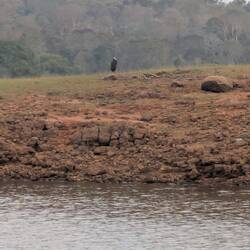 Tiere waren nur in weiter Ferne zu sehen