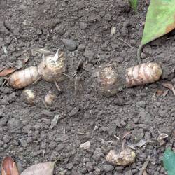 Besuch einer Gewürzplajtage, hier Kurkuma