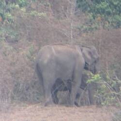 Elefanten ganz weit weg