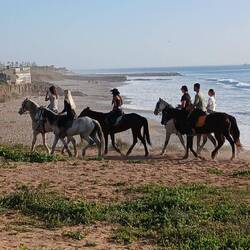 Pferde, Dromedare, 4x4 und Kamele, die es nutzen