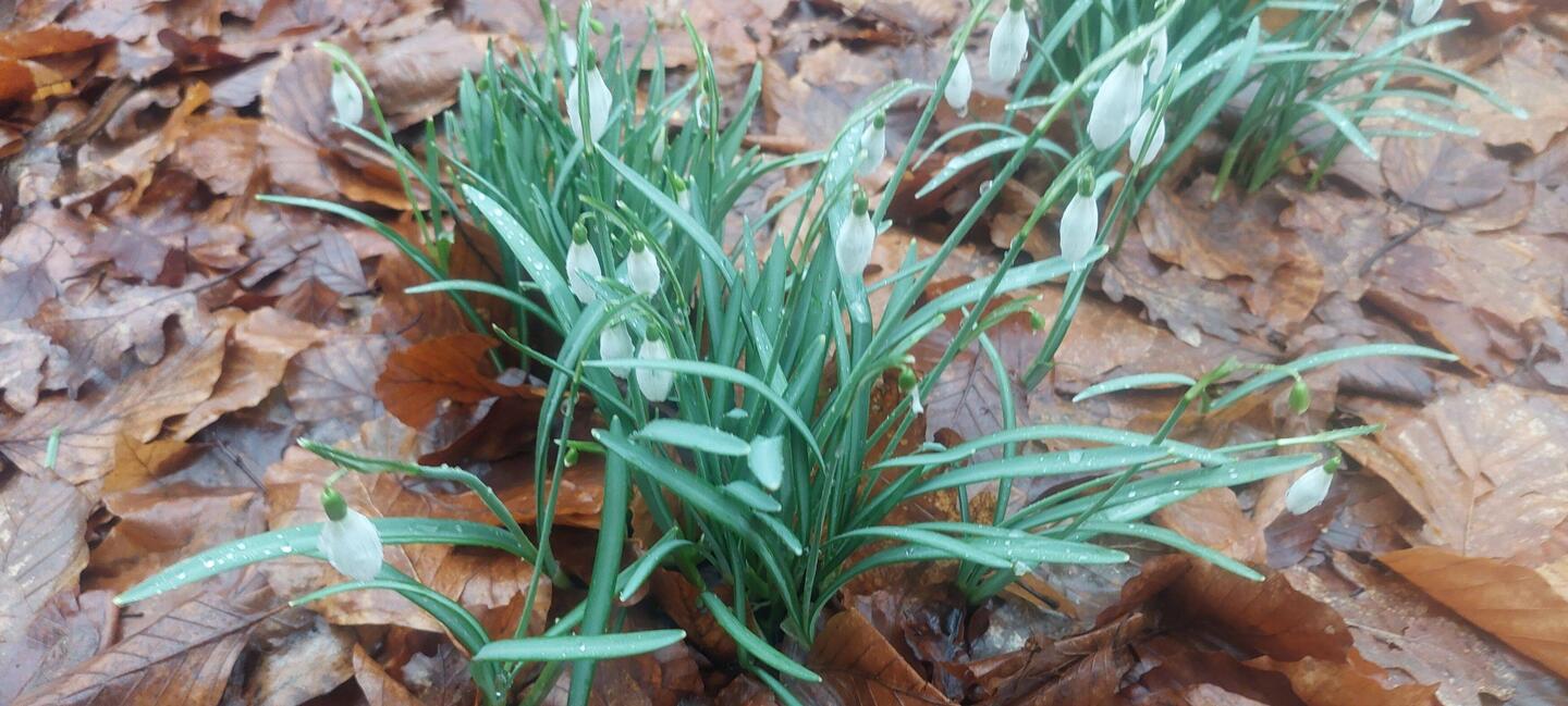 Hauch von Frühling am Grab meines Vaters
