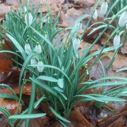 Hauch von Frühling am Grab meines Vaters