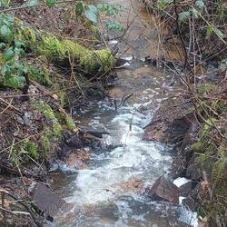 Kleine Bäche durchziehen den Wald