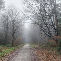Lange Wege durch den Wald