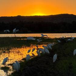 Nun gute Nacht, auch die Vögel geben sich der Ruhe hin