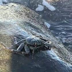 Aber wenns dann mal hält sind die Krebse extrem standfest...! 😳