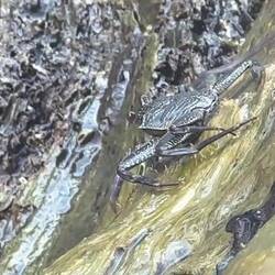 Scheint nicht viel Halt zu geben auf dem glitschigen Baum