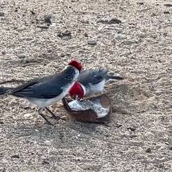 Auch die Vögel hier haben gerne Kokos