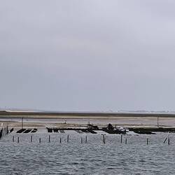 Muschelbank bei Ebbe