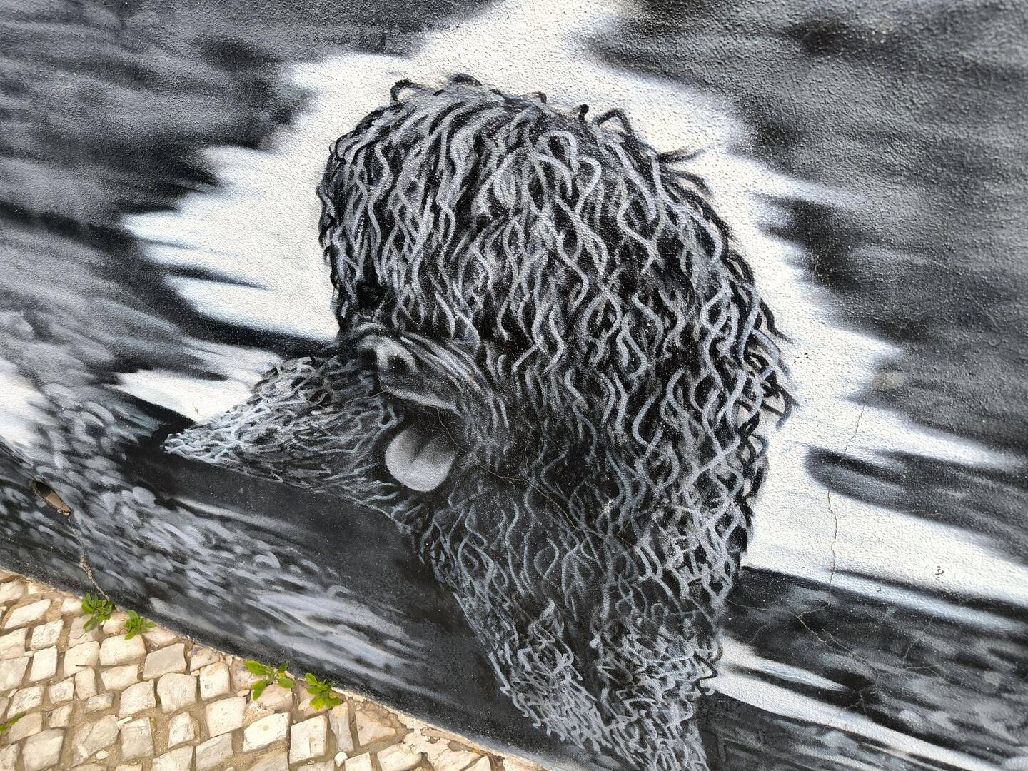 Portugiesischer Wasserhund