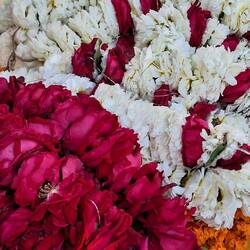 Flores para Ofrendas