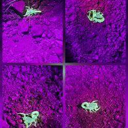 Skorpione unter der UV-Lampe