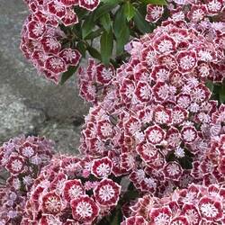 Kalmia Latifolia