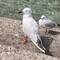 Black-billed Gull