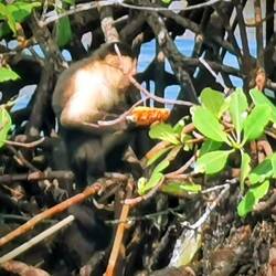 Kapuziner Affe sammelt unsere Ananasschale direkt hinter uns aus den Mangroven