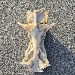 Crucifix Fish - Schädelknochen eines Welses, der an eine Kreuzigungsszene erinnert