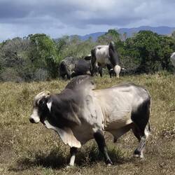 Unterwegs Brahman-Rinder mit ,buckeligem' Muskelgewebe
