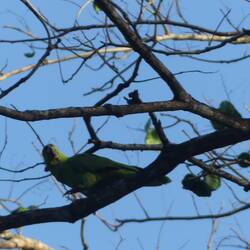 Dagegen ein ziemlich agiler grüner Papagei
