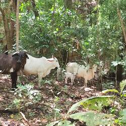 Die Kühe im schattigen Wald