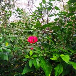 Vielfalt der Schöpfung ...