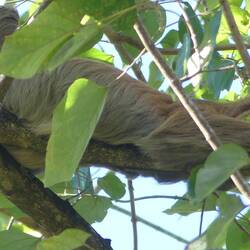 Hier faulenzt ein Tier, das muss ein Faultier sein ... keine Ahnung, wo vorne is 😝
