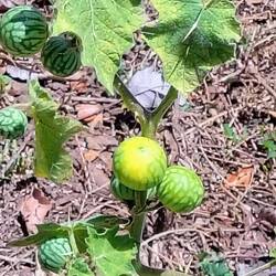 Nur eine Mini Mini Auswahl ...