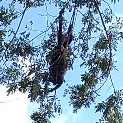 Abendessen 🌱🐵🌿