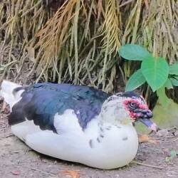 Guckt bisschen grimmig genervt ... wir nehmen's nicht persönlich 😝