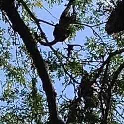 Abends überm Standplatz ... alles will erst mal gelernt sein 🐒