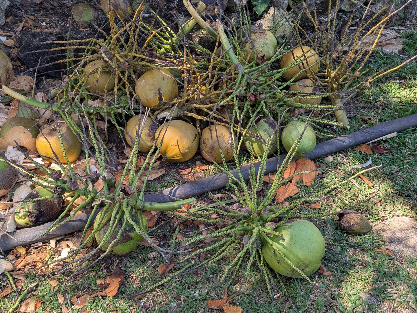 Eine Kokosnuss wird fällig