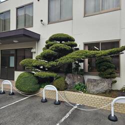 Les petits et grands niwakis partout