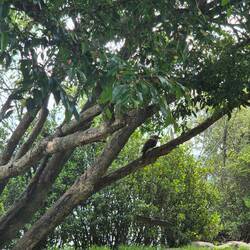 Kookaburra (hören sich an wie Affen)