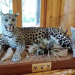ein Leopart begrüsste uns an der Rezeption vom Camp