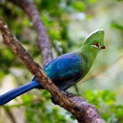ein Knysna Turaco