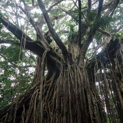 Ein wunderschön mystischer "Curtain Tree" im Hochland-Dschungel