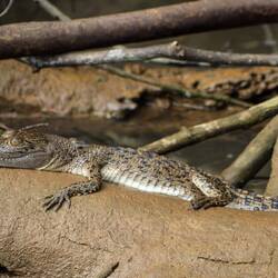 Und da ist auch schon eins